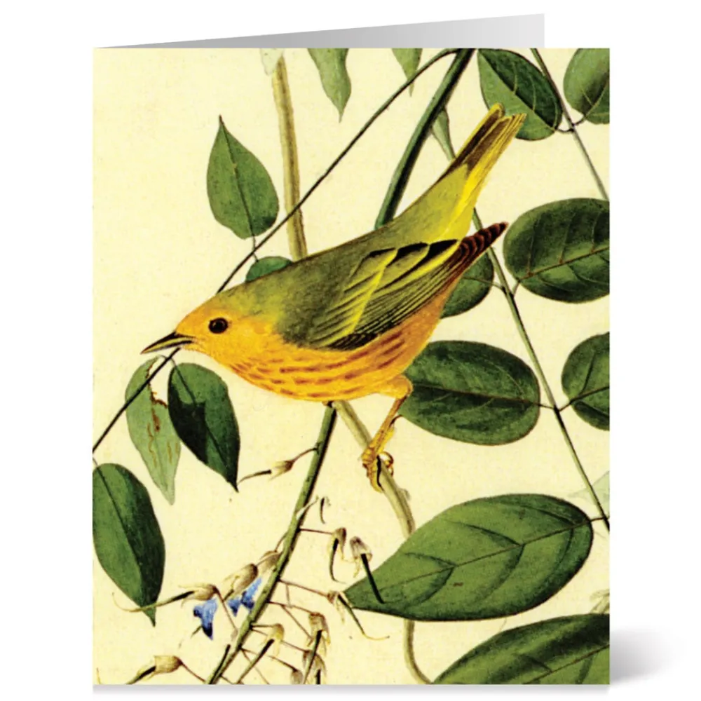 Notecards & Correspondence^The Met Store Audubon Birds Notecards