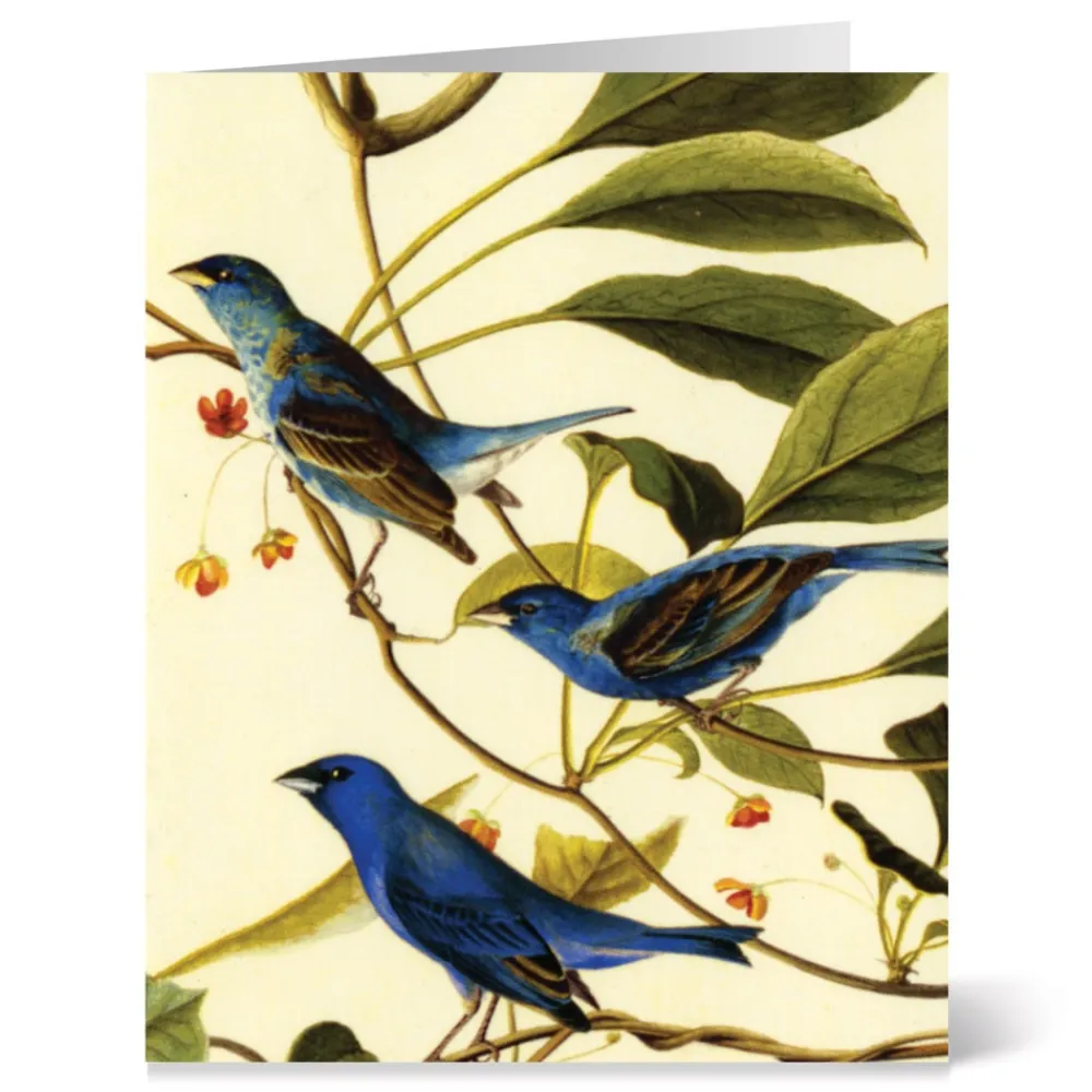 Notecards & Correspondence^The Met Store Audubon Birds Notecards