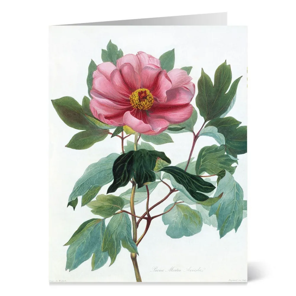 Notecards & Correspondence^The Met Store Botanical Illustrations Notecards